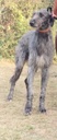 Próxima camada Deerhound